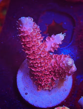 Load image into Gallery viewer, CR Pinky the Blue Milli (From solomon Islands)