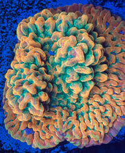 Load image into Gallery viewer, JF The Vino Pallewensis Montipora