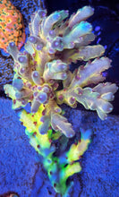 Load image into Gallery viewer, CR SunGod Smooth skin Acropora