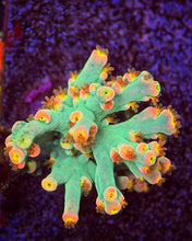 Load image into Gallery viewer, Pinky The Bear Speciosa