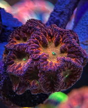 Load image into Gallery viewer, BSA Butkisser Blasto