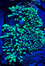 Load image into Gallery viewer, BC BattleStag Staghorn Acropora