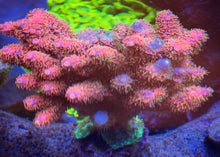 Load image into Gallery viewer, CR Hairy Berry Rainbow Acropora Tenuis