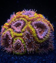 Load image into Gallery viewer, CC Black Hole Sun Acan Lord