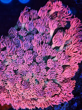 Load image into Gallery viewer, CR Pink Flamingo Goniopora Video Inside!