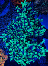 Load image into Gallery viewer, BC BattleStag Staghorn Acropora