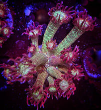 Load image into Gallery viewer, WYSIWYG Green Glitter Goniopora