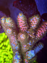 Load image into Gallery viewer, CR Pretty In Pink Acropora Tenuis