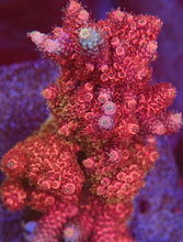 Load image into Gallery viewer, CR Pinky the Blue Milli (From solomon Islands)