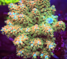 Load image into Gallery viewer, CR Orange Peel Acropora Tenuis