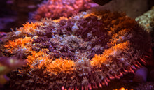 Load image into Gallery viewer, JEA Spellcaster Bounce Mushroom