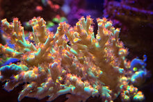 Load image into Gallery viewer, CR Sunburn Acropora Speciosa