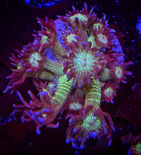 Load image into Gallery viewer, WYSIWYG Green Glitter Goniopora