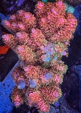 Load image into Gallery viewer, CR Hairy Berry Rainbow Acropora Tenuis