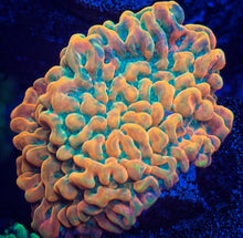 Load image into Gallery viewer, JF The Vino Pallewensis Montipora