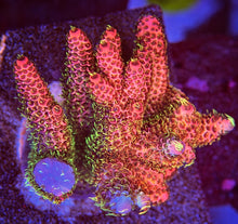 Load image into Gallery viewer, CR Space Laser Millipora