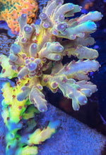 Load image into Gallery viewer, CR SunGod Smooth skin Acropora
