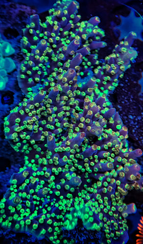 Vivids Rainbow Acropora Colony