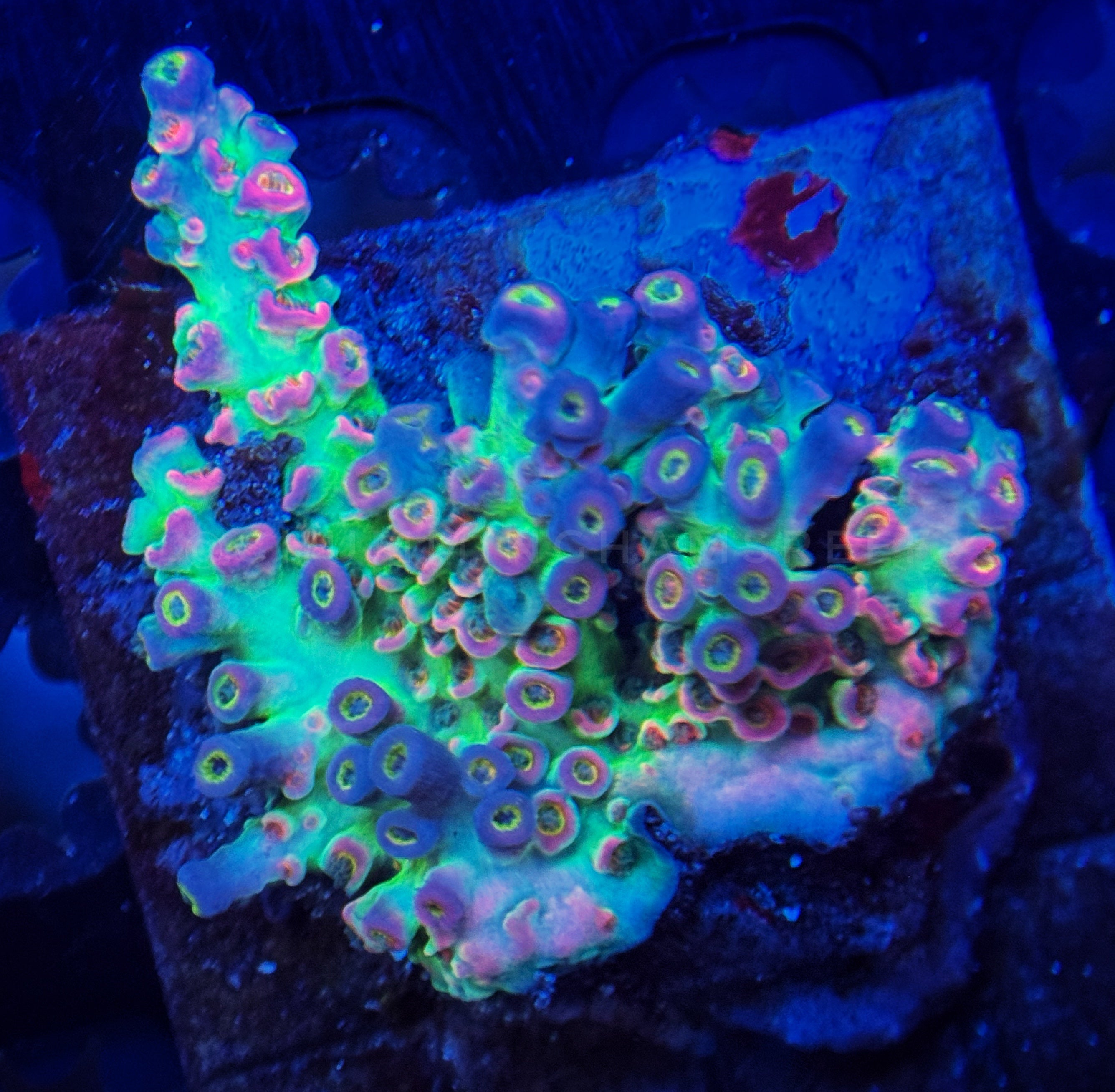 SBB Laffy Taffy rainbow tenuis colony – Chummingham's Reef