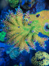 Load image into Gallery viewer, Battle Corals Xmas