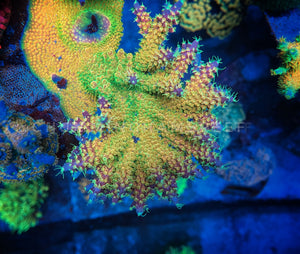 Battle Corals Xmas