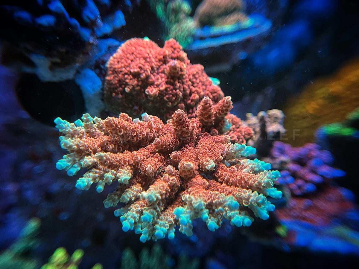 WWC Golden Table Chummingham's Reef