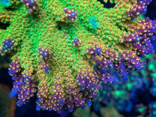 Load image into Gallery viewer, Battle Corals Xmas
