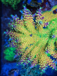 Battle Corals Xmas