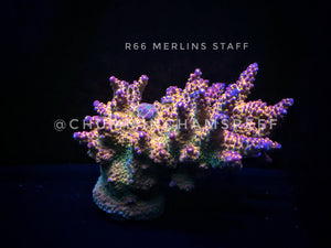 R66 Merlins Staff