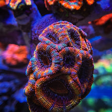 Load image into Gallery viewer, CR One Flew Over the Rainbow Acan.  My best acan.