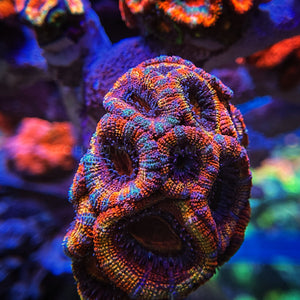 CR One Flew Over the Rainbow Acan.  My best acan.
