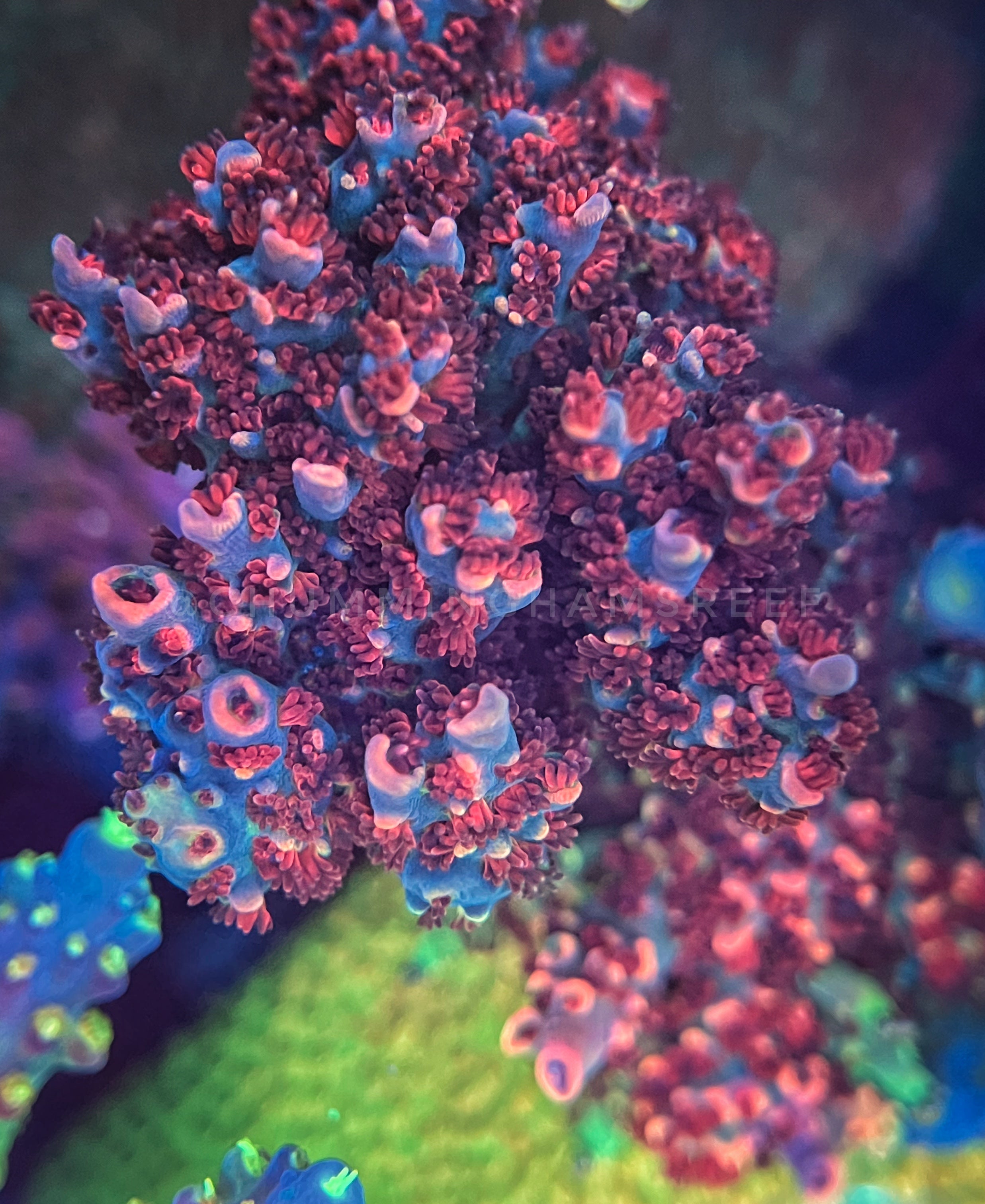 CR Cherry Blossom Acropora – Chummingham's Reef