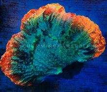 Load image into Gallery viewer, AQUACULTURED WYSIWYG HIGH END TRACHYPHYLLIA