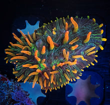 Load image into Gallery viewer, AQUACULTURED LA Lakers Diaseris