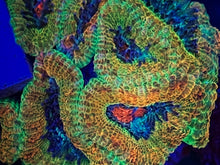 Load image into Gallery viewer, True Gold Acan