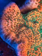 Load image into Gallery viewer, RR Tropic Thunder encrusting montipora