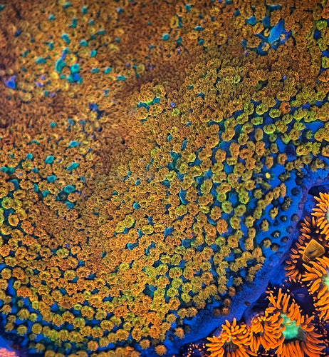 JF Aquaman encrusting montipora