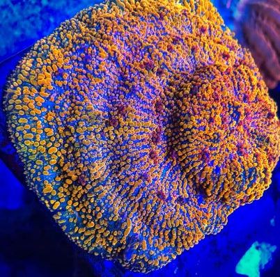CC Cloudberry Chalice – Chummingham's Reef
