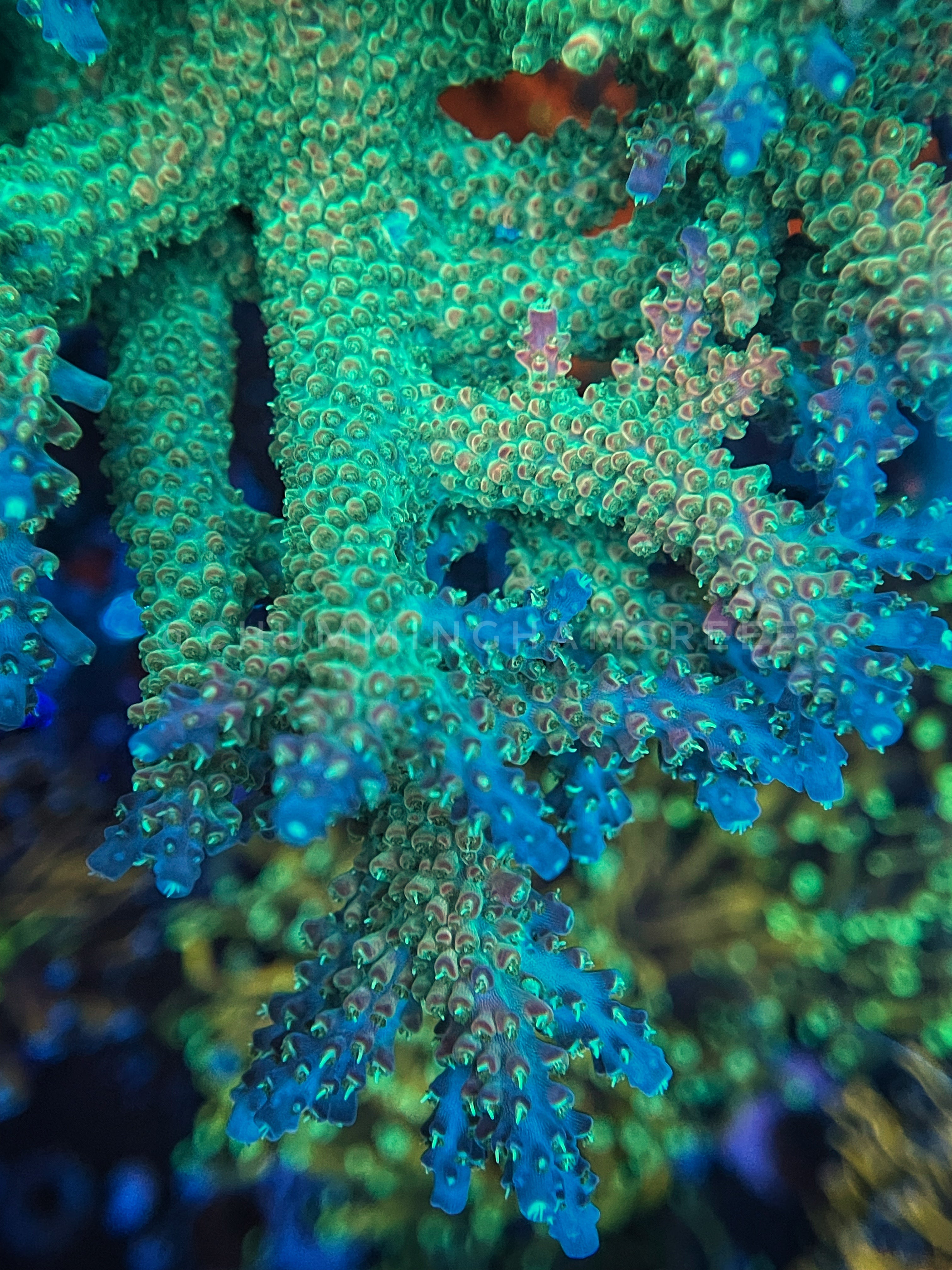 CR Dragons Breath Acropora – Chummingham's Reef