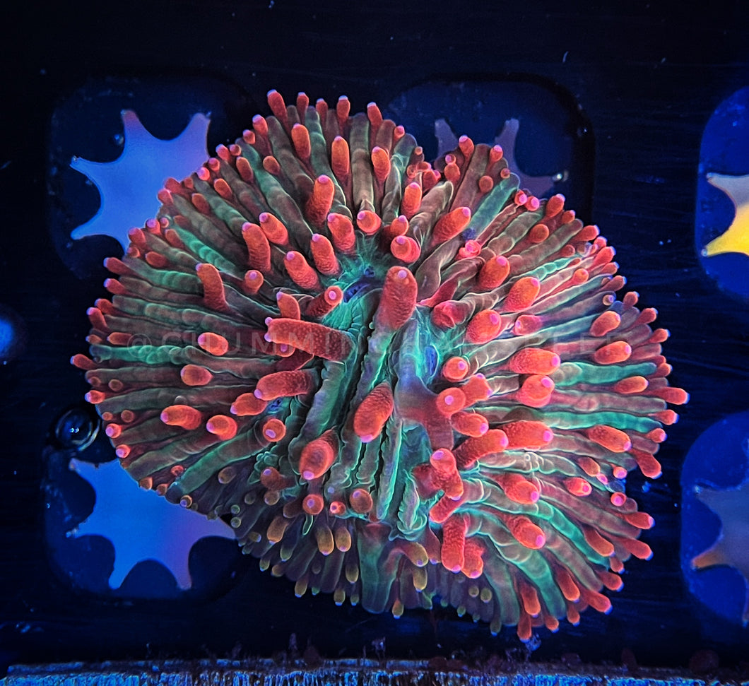 AQUACULTURED Diaseris plate coral