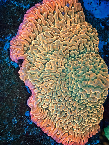 JF beach bum palewensis montipora