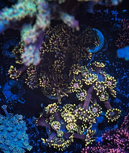 CR Helius Goniopora